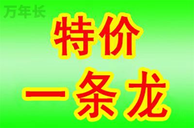 重庆市大渡口区公墓